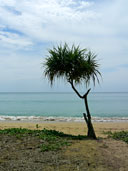 หาดในยาง_อุทยานแห่งชาติสิรินาถ_ภูเก็ต_10